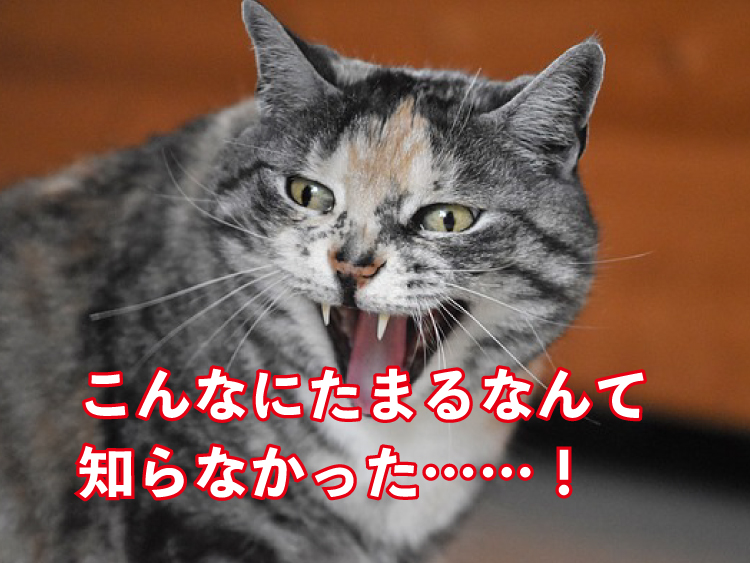 楽天ROOM(ルーム)の攻略法！ポイントが貯まる５つの使い方を完全公開